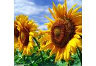Сальза - Насіння соняшнику, 150 000 насінин, РМ Євраліс Семанс (Эвралис) фото, цiна